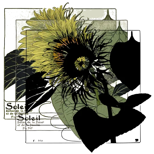 Sunflower study 01