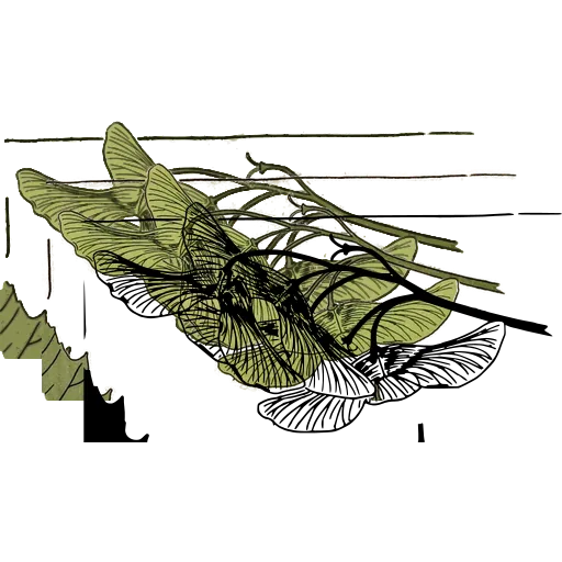 Winged seed study 02