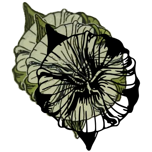 Open flower study 02