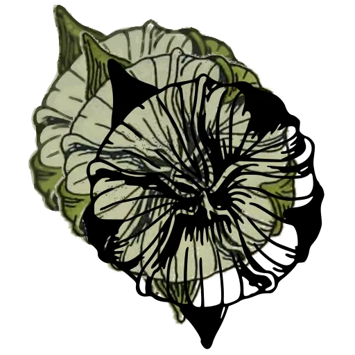 Open flower study 02