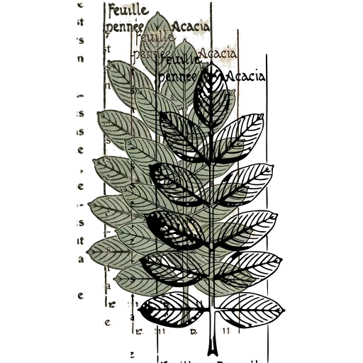 Acacia leaf plate