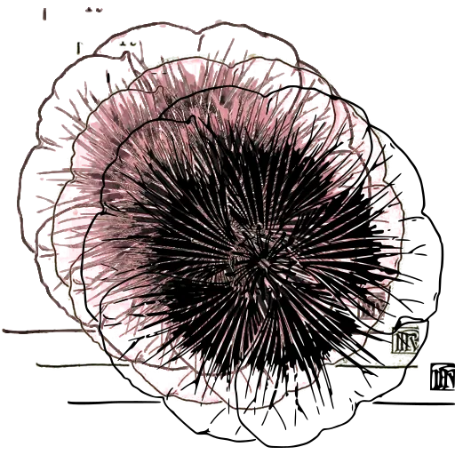 Rayed flower study