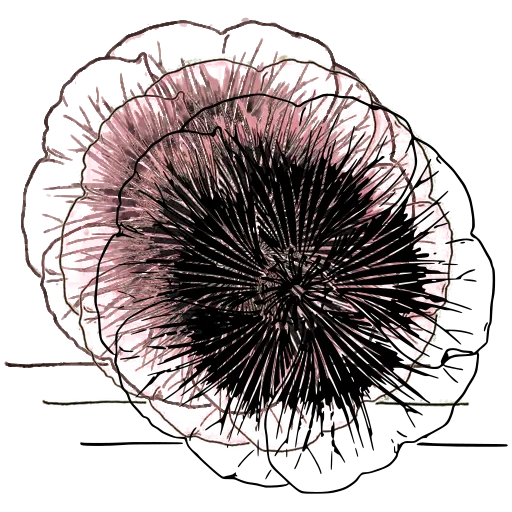 Rayed flower study