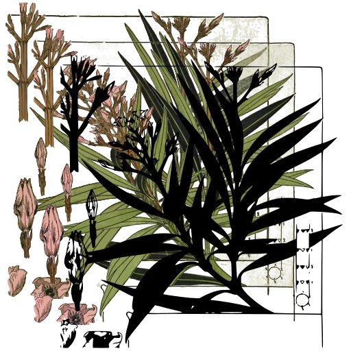 Oleander plate