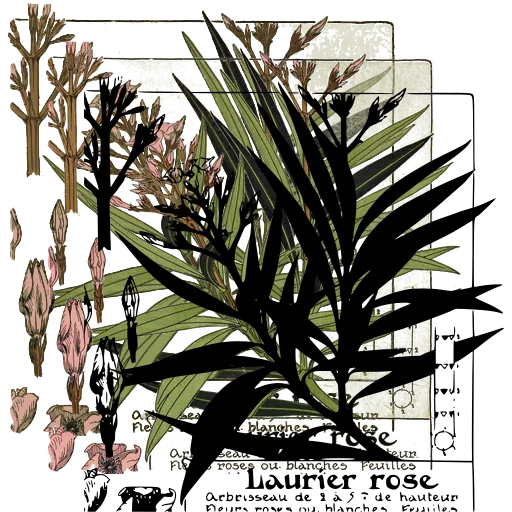 Oleander plate