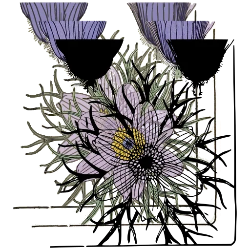 Anemone study