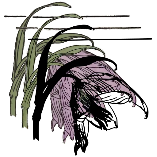 Drooping bud study