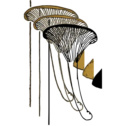 Mushroom study 02