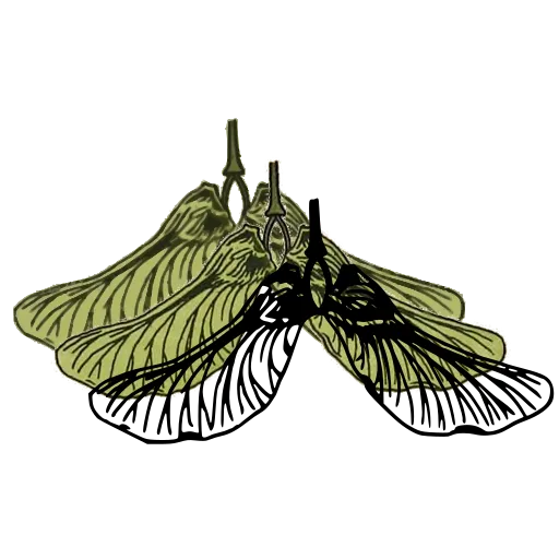 Winged seed pair