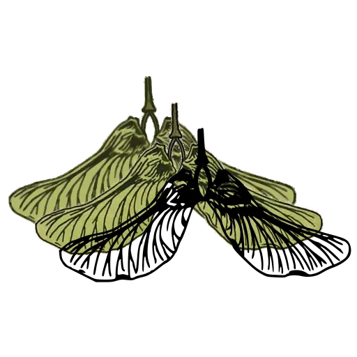 Winged seed pair