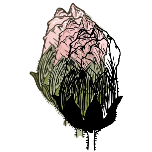 Thistle bud study