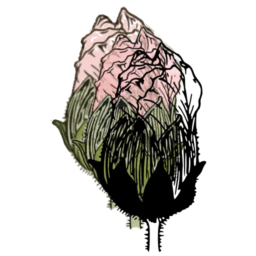 Thistle bud study