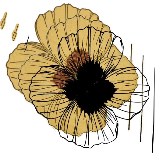 Open flower study 03