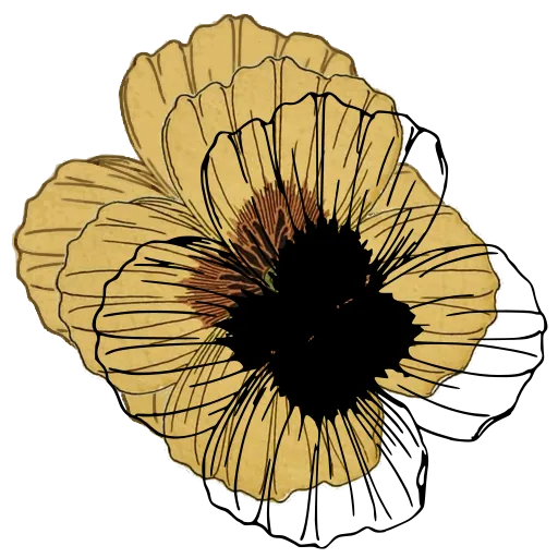 Open flower study 03