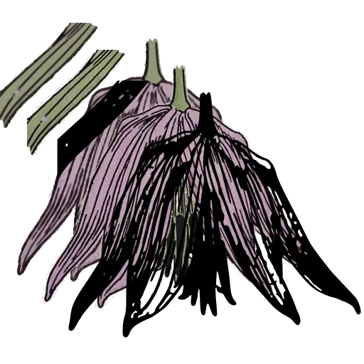 Drooping bell flower