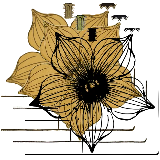 Open flower diagram