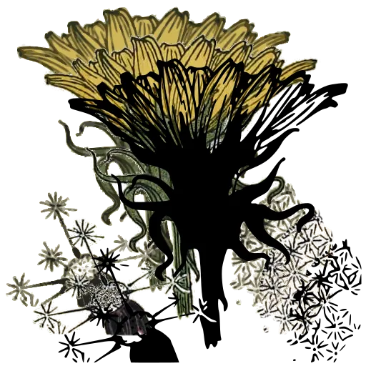 Dandelion head study