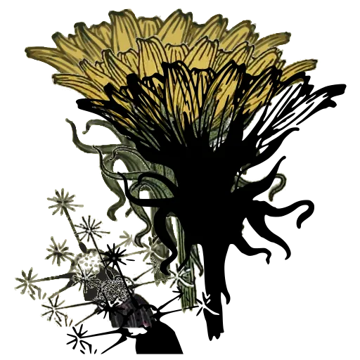 Dandelion head study