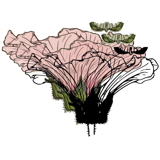 Bindweed flower study 03