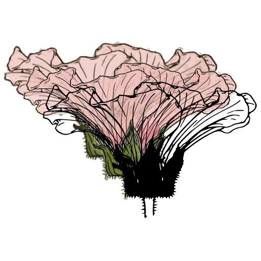 Bindweed flower study 03