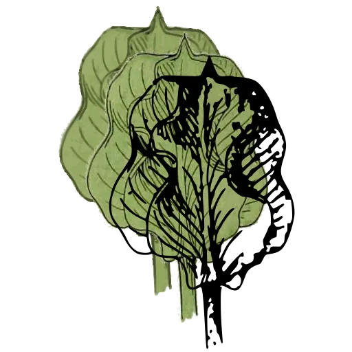 Furled leaf study 02