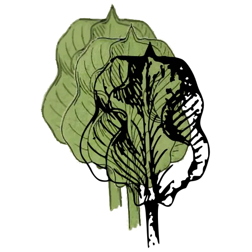 Furled leaf study 02