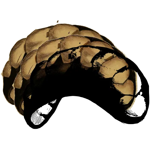 Chiton shell