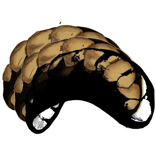 Chiton shell