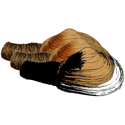 Mussel shell