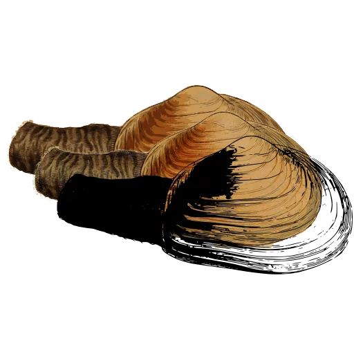 Mussel shell