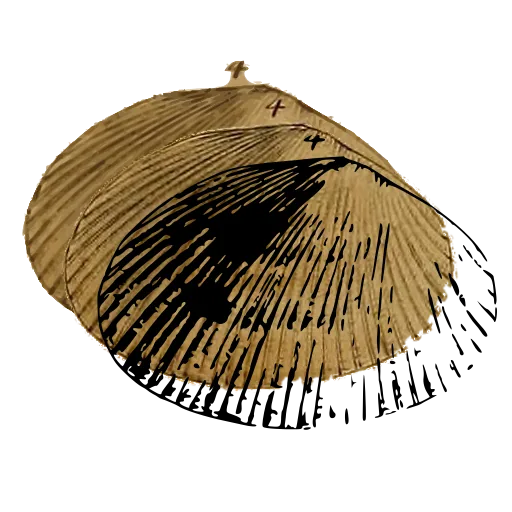 Ribbed clam shell 01