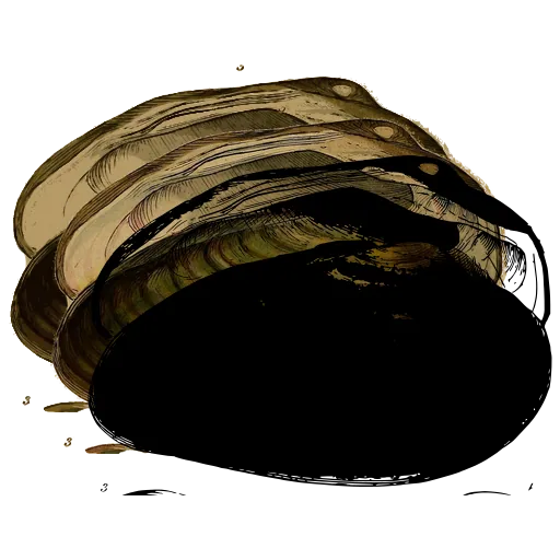 Smooth bivalve shell 01