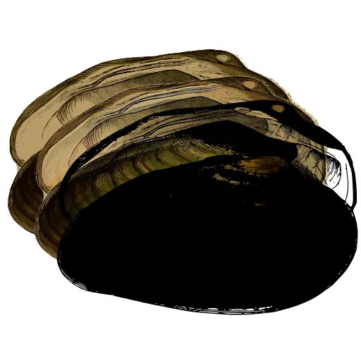 Smooth bivalve shell 01