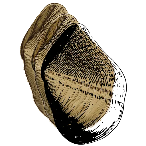 Toothed bivalve shell