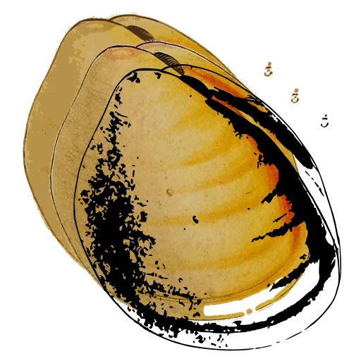 Smooth bivalve shell 02