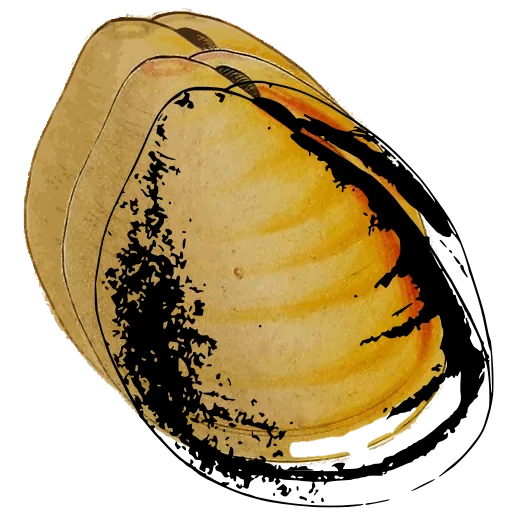 Smooth bivalve shell 02
