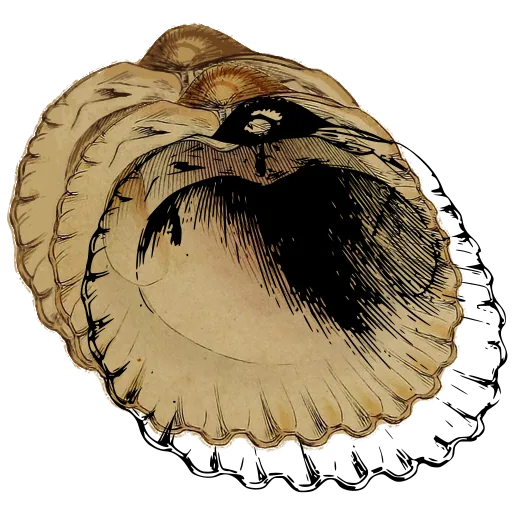 Scalloped bivalve shell