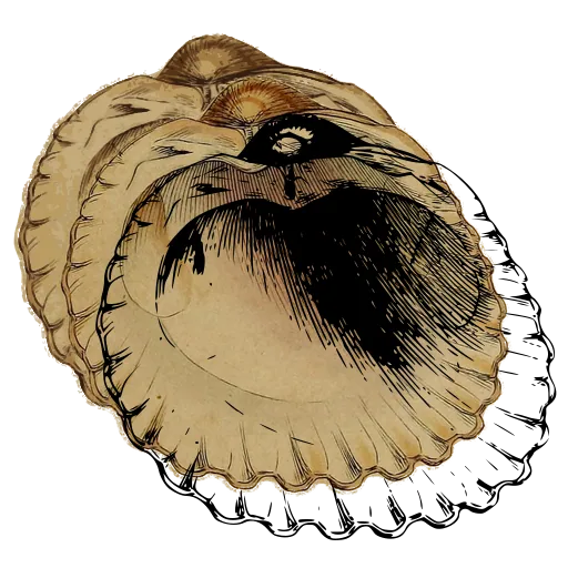 Scalloped bivalve shell