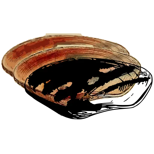 Marked bivalve shell 01