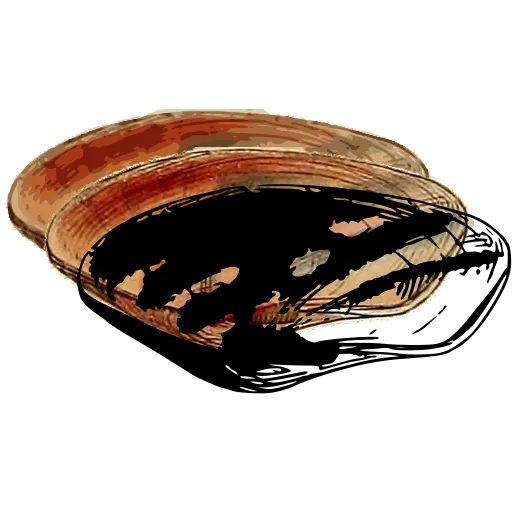 Marked bivalve shell 01
