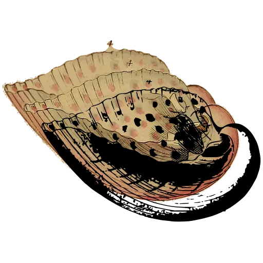 Spotted bivalve shell
