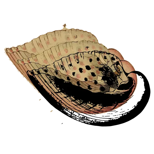 Spotted bivalve shell