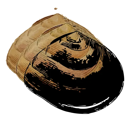 Smooth clam shell
