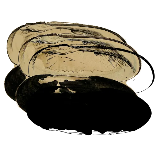 Long bivalve shells