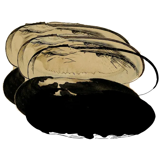 Long bivalve shells