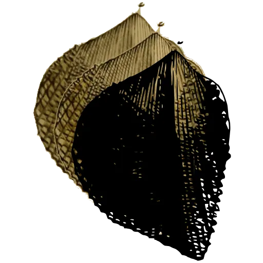 Ribbed bivalve shell 01