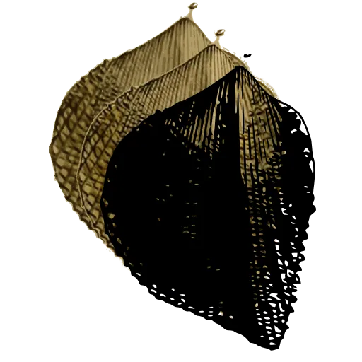 Ribbed bivalve shell 01