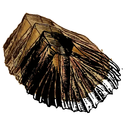 Ribbed scallop shell 01
