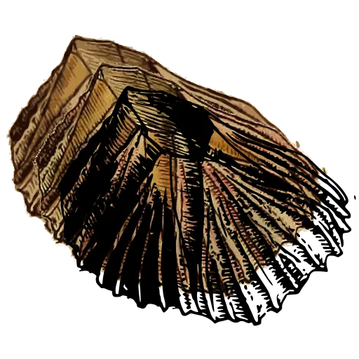 Ribbed scallop shell 01