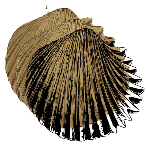 Ribbed cockle shell 02